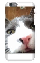 gullkatten iPhone Phone Cases