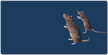 Mousepad XXL de vieux rat