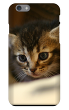pamplemousse2stv iPhone Phone Cases