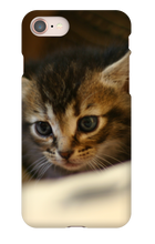 pamplemousse2stv iPhone Phone Cases
