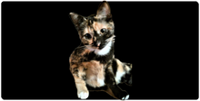 Cookie XXL Gaming Mousepad