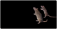 Mousepad XXL de vieux rat