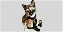 Cookie XXL Gaming Mousepad