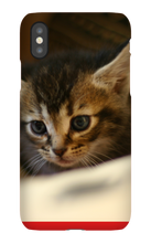 pamplemousse2stv iPhone Phone Cases