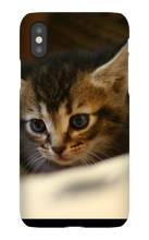 pamplemousse2stv iPhone Phone Cases