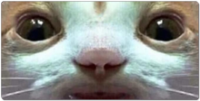 him