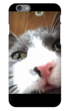 gullkatten iPhone Phone Cases