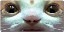 him