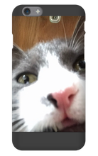 gullkatten iPhone Phone Cases