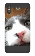 gullkatten iPhone Phone Cases