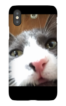 gullkatten iPhone Phone Cases